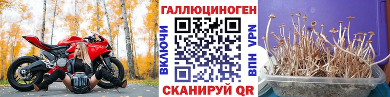 Псилоцибиновые грибы Psilocybine cubensis  Лабинск 